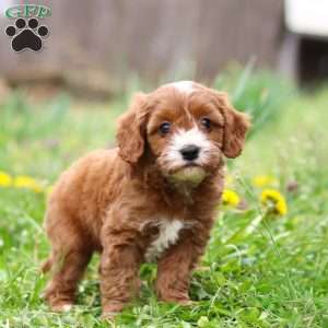 Mickey, Cavapoo Puppy